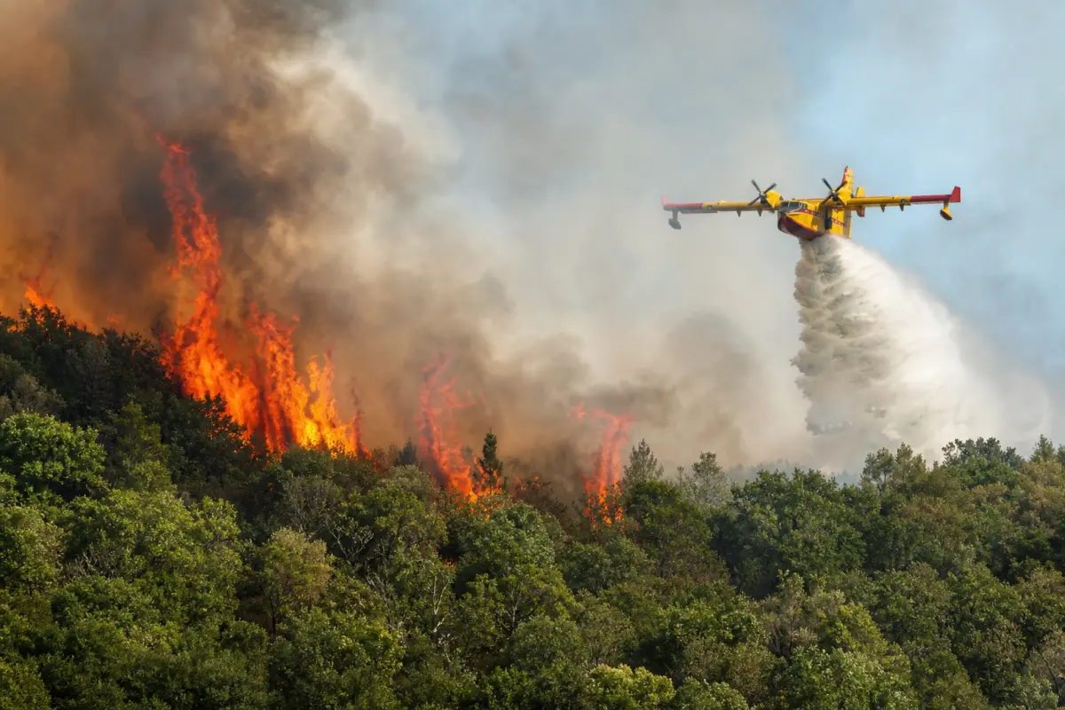 Forêt de Fontainebleau en feu : les vidéos impressionnantes du plus grand incendie d'Île-de-France